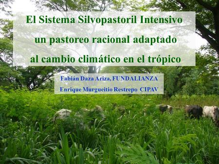 El Sistema Silvopastoril Intensivo un pastoreo racional adaptado
