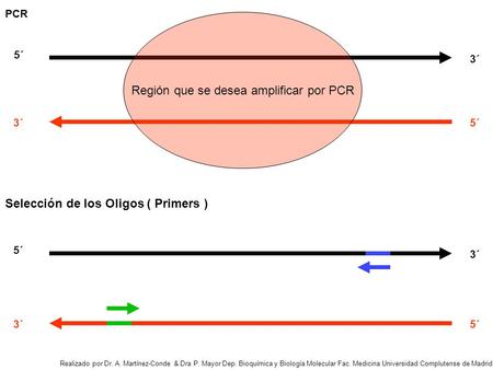 Región que se desea amplificar por PCR