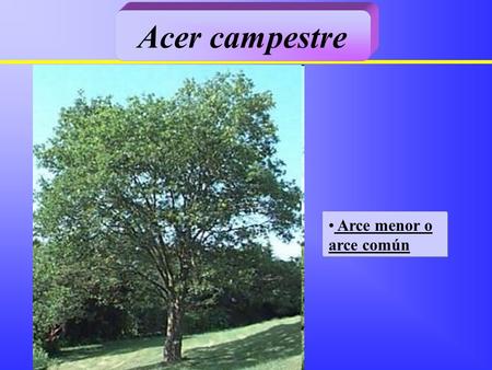 Acer campestre Arce menor o arce común.