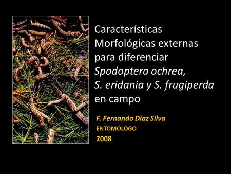 Características Morfológicas externas para diferenciar Spodoptera ochrea, S. eridania y S. frugiperda en campo F. Fernando Díaz Silva ENTOMOLOGO 2008.