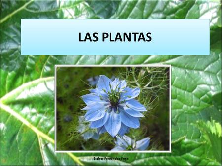 LAS PLANTAS Esther Fernández Vega.