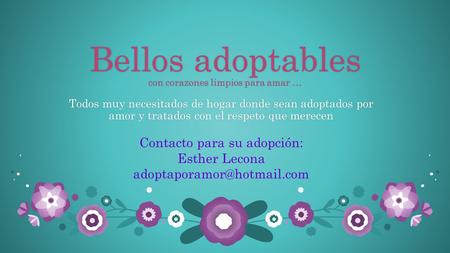 Bellos adoptables con corazones limpios para amar … Todos muy necesitados de hogar donde sean adoptados por amor y tratados con el respeto que merecen.