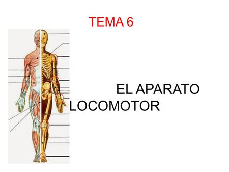 TEMA 6 EL APARATO LOCOMOTOR.