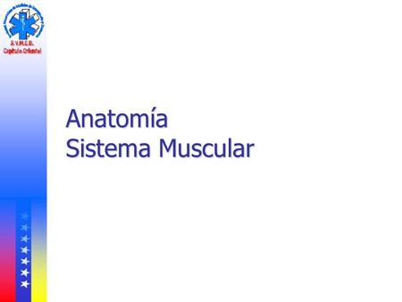 Anatomía Sistema Muscular