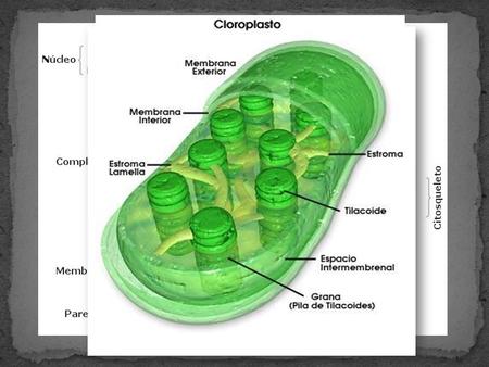CLOROPLASTOS Cuerpos discoidales que miden de 2 a 10 micras de diámetro y 1 micra de grosor Se distinguen dos tipos de cloroplastos: El Lamelar.