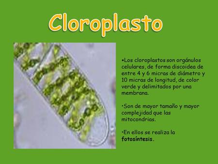 Cloroplasto •Los cloroplastos son orgánulos celulares, de forma discoidea de entre 4 y 6 micras de diámetro y 10 micras de longitud, de color verde y delimitados.