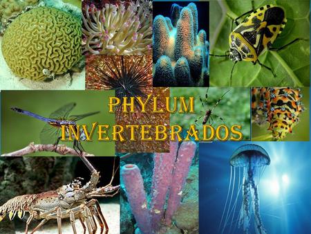 PHYLUM INVERTEBRADOS.