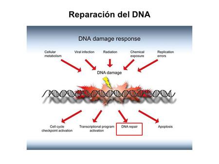Reparación del DNA.