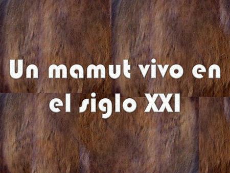 Un mamut vivo en el siglo XXI