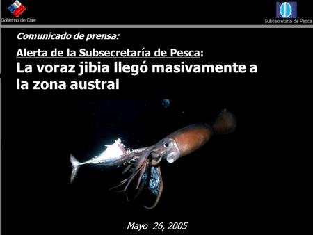 Comunicado de prensa: Alerta de la Subsecretaría de Pesca: La voraz jibia llegó masivamente a la zona austral Mayo 26, 2005.