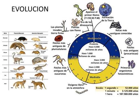 EVOLUCION.