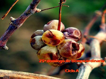 25º domingo de tiempo ordinario