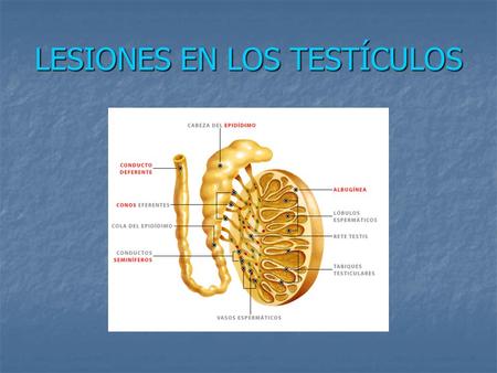 LESIONES EN LOS TESTÍCULOS