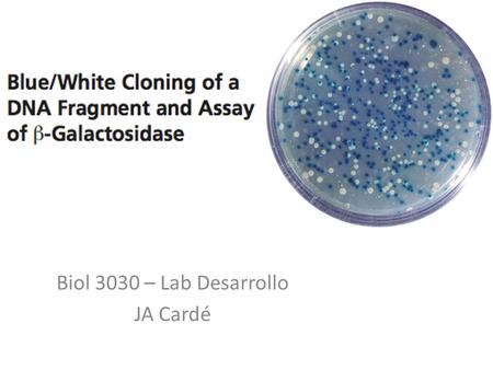 Biol 3030 – Lab Desarrollo JA Cardé. Objetivos -Biotecnología -Subcloning -Vectores -3 Modulos 1)Ligación : fragmento + vector 2)Transformacion de E.