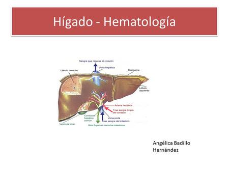 Hígado - Hematología Angélica Badillo Hernández.