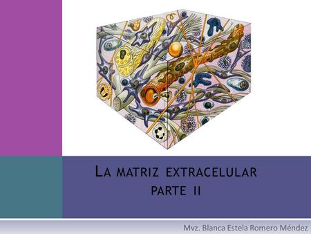 La matriz extracelular parte ii