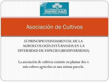 El PRINCIPIO FUNDAMENTAL DE LA AGROECOLOGÍA ESTÁ BASADA EN LA DIVERSIDAD DE ESPECIES (BIODIVERSIDAD) La asociación de cultivos consiste en plantar dos.