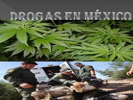  S avias que las drogas en México son muy malas por EL CONSUMO DE SU OLOR Y TE DAÑA TU PULMON.
