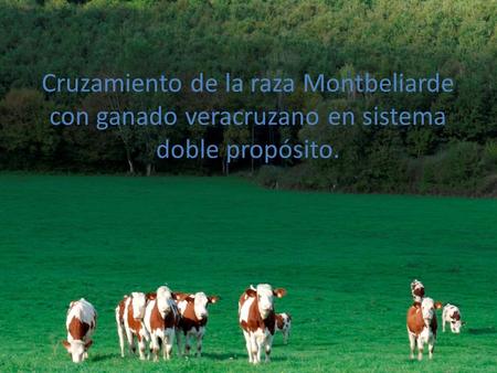 Introducción. Los sectores que producimos alimentos como carne y leche, enfrentamos grandes retos. Transferir tecnología a los sistemas de producción.