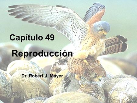 Reproducción Dr. Robert J. Mayer
