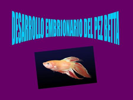 DESARROLLO EMBRIONARIO DEL PEZ BETTA