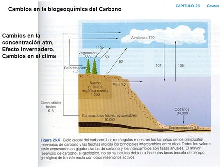 Cambios en la biogeoquímica del Carbono