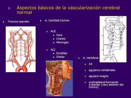 Aspectos básicos de la vascularización cerebral normal