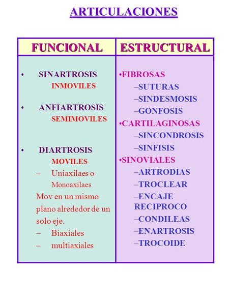 ARTICULACIONES FUNCIONAL ESTRUCTURAL