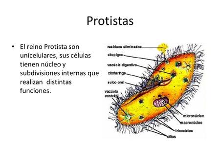 Protistas El reino Protista son unicelulares, sus células tienen núcleo y subdivisiones internas que realizan distintas funciones.