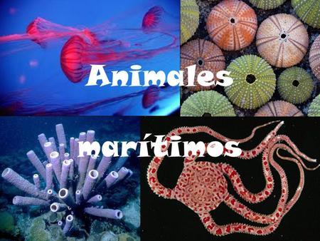 Animales marítimos.