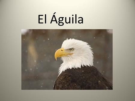 El Águila.