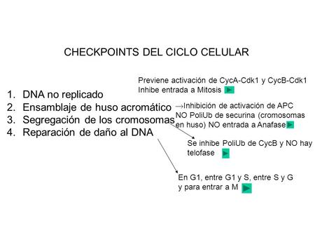CHECKPOINTS DEL CICLO CELULAR
