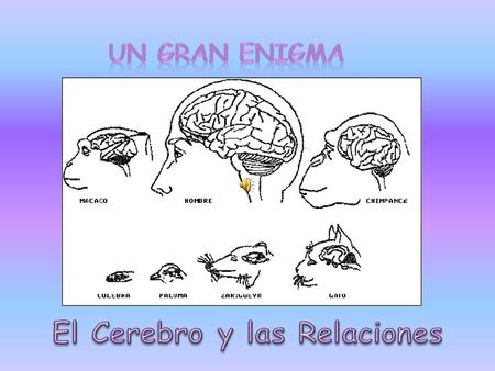 El Cerebro y las Relaciones