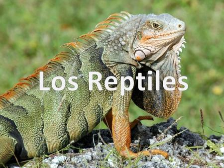 ¿Qué es un reptil? Según la RAE: Se dice de los animales vertebrados, ovíparos de temperatura variable y respiración pulmonar que, por carecer de pies.