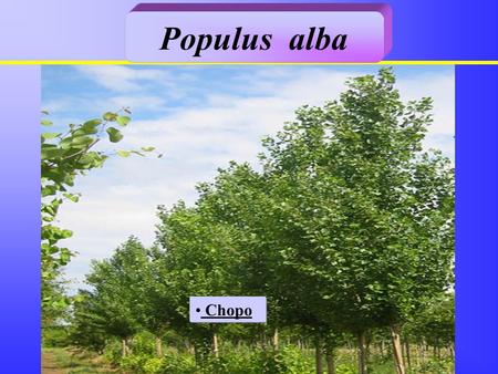 Populus alba Chopo.