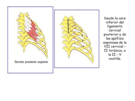 Desde la cara inferior del ligamento cervical posterior y de las apófisis espinosas de la VII cervical – II toráxica, a la II – V costilla.