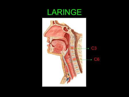 LARINGE C3 C6.