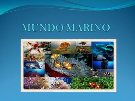 La cantidad vida marina que exite en el mar es de lo primero que te das cuenta cuando empiezas a bucear, al igual de la cantidad de colores que rodean.
