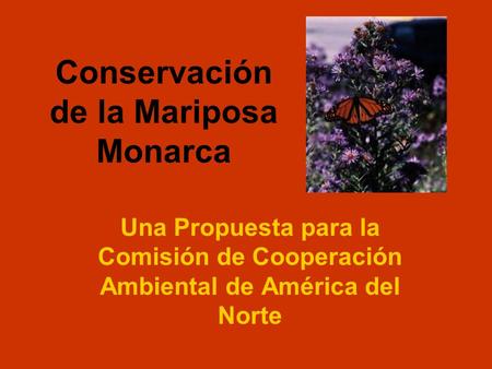 Conservación de la Mariposa Monarca Una Propuesta para la Comisión de Cooperación Ambiental de América del Norte.