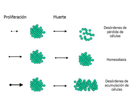 Proliferación Muerte Desórdenes de acumulación de células Desórdenes de pérdida de células Homeostasis.