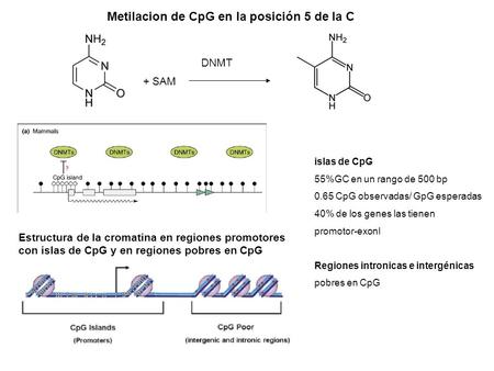 Metilacion de CpG en la posición 5 de la C