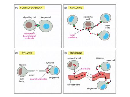 Molécula señalizadora se une a receptor para producir respuesta