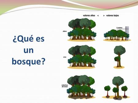 ¿Qué es un bosque?.