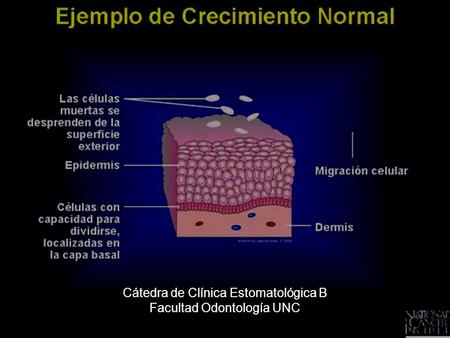 Cátedra de Clínica Estomatológica B Facultad Odontología UNC