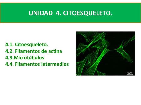 UNIDAD 4. CITOESQUELETO Citoesqueleto Filamentos de actina