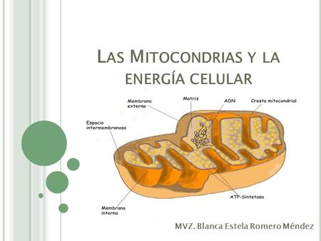 Las Mitocondrias y la energía celular