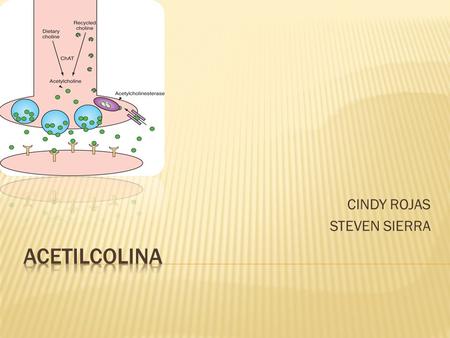 CINDY ROJAS STEVEN SIERRA. 1° neurotransmisor excitador descubierto. El fisiólogo alemán Otto Loewi. 1936. Formula química: CH 3 -CO-O-CH 2 -CH 2 -N-(CH.