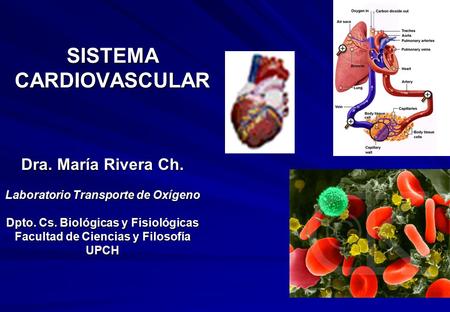 SISTEMA CARDIOVASCULAR