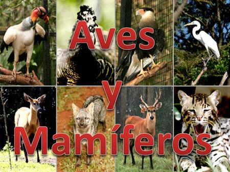 Aves y Mamíferos.