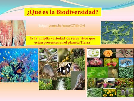 ¿Qué es la Biodiversidad?